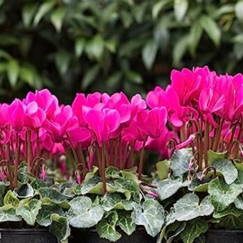 Flowering Cyclamen 'Pink' Three X Plants 9cm Pots, 7 of 7