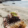 British Seaweed Postcards Set Pack Of Five, thumbnail 10 of 10