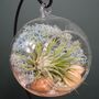 Diy Air Plant Terrarium Kit Hanging Terrarium Gift Light Blue, thumbnail 6 of 9