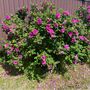 Rose Rosa Rugosa Pink One Plant In Five Litre Pot, thumbnail 5 of 5