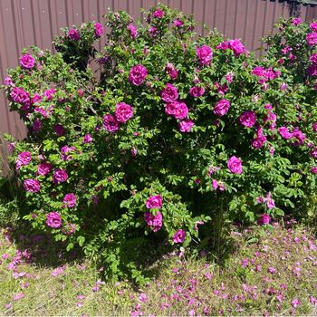 Rose Rosa Rugosa Pink One Plant In Five Litre Pot, 5 of 5