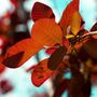 Smoke Bush Plants, 'Red Magical Fountain' 3 L Pot, thumbnail 1 of 3