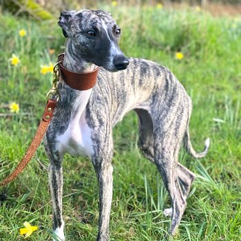 Brown Leather Whippet Collar Can Be Personalised, 6 of 9