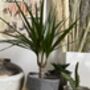 Draceana Potted House Plant, thumbnail 2 of 3
