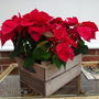 Personalised Vintage Style Tomato Crate, thumbnail 6 of 7