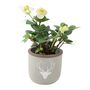 Hellebore In Stag Pot – Winter Flowering Plant Gift 12cm, thumbnail 2 of 3