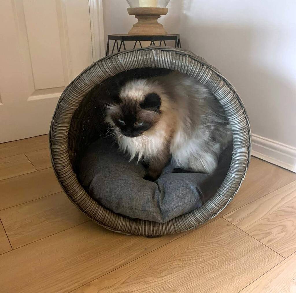 Cat And Dog Igloo In Grey Synthetic Wicker By The Furniture Concierge