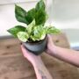 Thank You Gift The Marble Queen, thumbnail 1 of 10