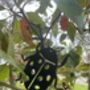 Ladybird Mobile Insect, Metal Art For Home And Garden, thumbnail 2 of 12