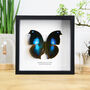 Great Blue Hookwing Handcrafted Frame, thumbnail 1 of 3
