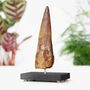 Spinosaurus Tooth Xl Bespoke Solid Oak Stand Real Authentic Jurassic Dinosaur Fossil Natural History Interior Design Home Decor Display Gift Ornament, thumbnail 1 of 5