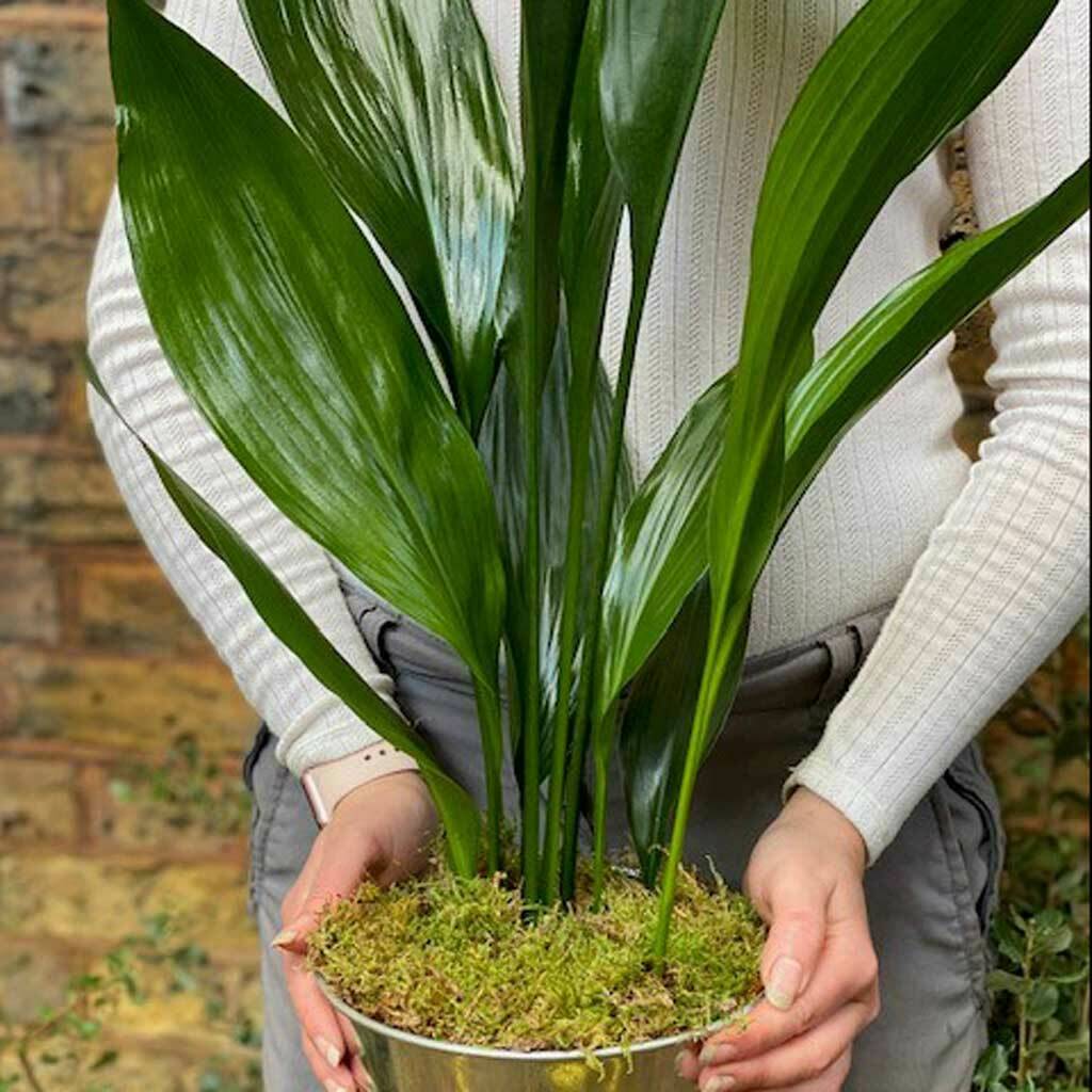 Aspidistra Elatior House Plant By The Gluttonous Gardener