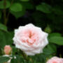 Friendship Gifts Rose Special Friend, thumbnail 1 of 1