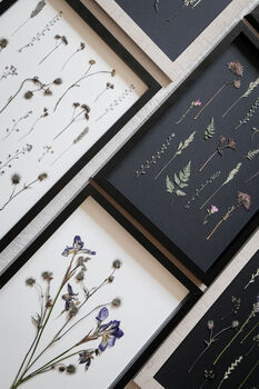 Wild Fade Original Pressed Flower Art In A3 Black Frame, 8 of 8