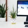 Sansevieria Punk Plant In 12cm Pot Air Purifying, thumbnail 7 of 7
