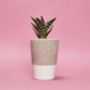 Set Of Three White Concrete Pots W/Cacti And Succulents, thumbnail 4 of 7
