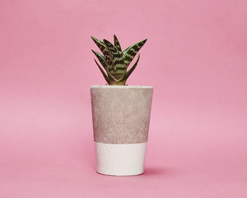 Set Of Three White Concrete Pots W/Cacti And Succulents, 4 of 7
