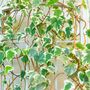 Houseplant Variegated English Ivy One Plant One L Pot, thumbnail 1 of 6