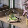 Small Inclined Cube Glass Geometric Terrarium, thumbnail 3 of 7