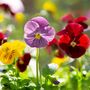 Bedding Plants Pansy Delta Mix 40 X Full Plant Pack, thumbnail 5 of 5