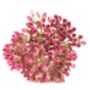 Sedum Plants ‘Munstead Dark Red’, thumbnail 2 of 5