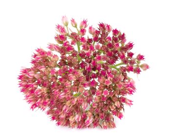 Sedum Plants ‘Munstead Dark Red’, 2 of 5