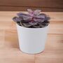 Echeveria Purple Pearl Succulent In 12cm Pot, thumbnail 7 of 7