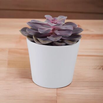 Echeveria Purple Pearl Succulent In 12cm Pot, 7 of 7