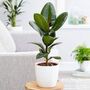 'Ficus Elastica' Rubber Plant 13cm Pot Houseplant, thumbnail 3 of 5