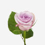 Violetta Petite Rose Fresh Bouquet, thumbnail 2 of 2