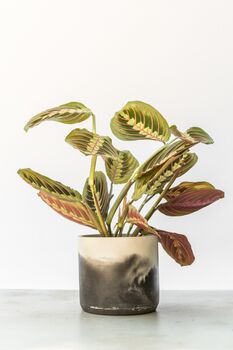 Prayer Plant With Handmade Eco Recycled Pot, 2 of 3