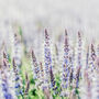 Salvia 'Crystal Blue', thumbnail 4 of 7