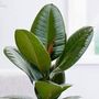 'Ficus Elastica' Rubber Plant 13cm Pot Houseplant, thumbnail 2 of 5