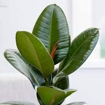 'Ficus Elastica' Rubber Plant 13cm Pot Houseplant, 2 of 5