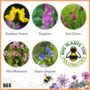 Wildflowers For Garden Wildlife Set Of Six, thumbnail 12 of 12