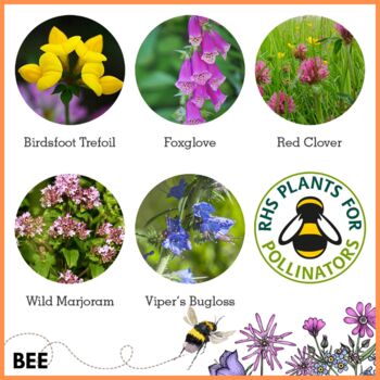 Wildflowers For Garden Wildlife Set Of Six, 12 of 12