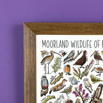 Moorland Wildlife Of Britain Wildlife Print, 5 of 9