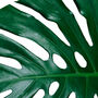 Set Of Three Black And White Monstera Leaves Prints, thumbnail 7 of 8
