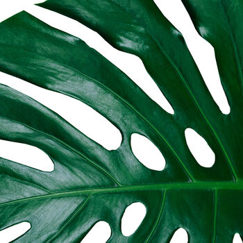 Set Of Three Black And White Monstera Leaves Prints, 7 of 8
