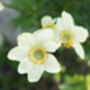 Anemone Plants, 'Honorine Jobert', thumbnail 7 of 8