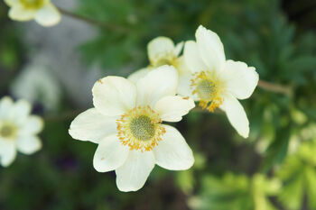 Anemone Plants, 'Honorine Jobert', 7 of 8