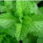 Mint Seeds In A Seedtube, thumbnail 4 of 4