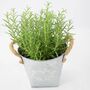 Rosemary Plant In Decorative Heart Tin, thumbnail 2 of 2