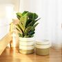 Pack Of Two Flower Planter Storage Containers, thumbnail 11 of 12