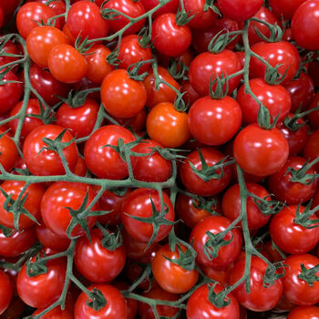 Tomato Plants 'Gardener's Delight' Nine X Plug Pack, 3 of 5