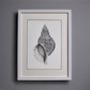 Framed Limited Edition Triton Shell Giclee Print, thumbnail 3 of 7