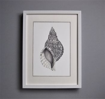 Limited Edition Triton Shell Giclee Print, 3 of 7