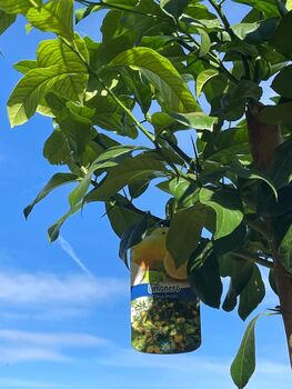 Citrus Lemon Tree One X Large Plant In 40 L Pot 180cm+, 6 of 9