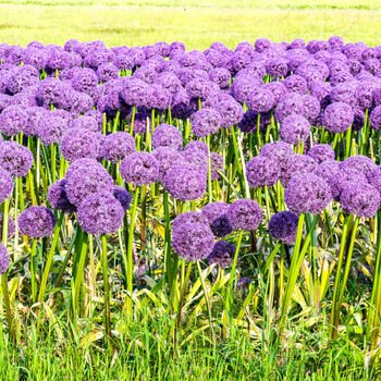 Spring Bulbs Allium 'Gladiator' 18 X Bulb Pack, 4 of 5