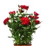 Miniature Rose Plants Red Two Plants In 10.5cm Pots, thumbnail 5 of 6